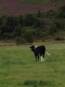 21106467_10155703123136255_842118835811505090_n