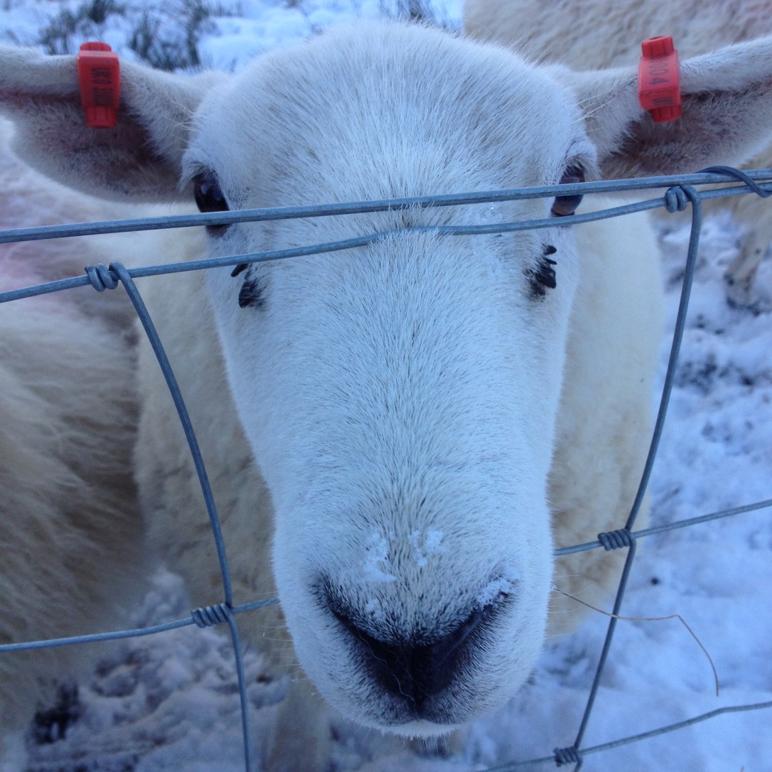 108799E3-7795-4FD6-9BB1-A78DA70F5AF3